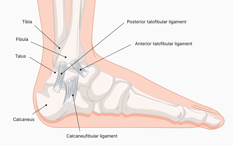 Anatomical diagram showing the major ligaments of the ankle.